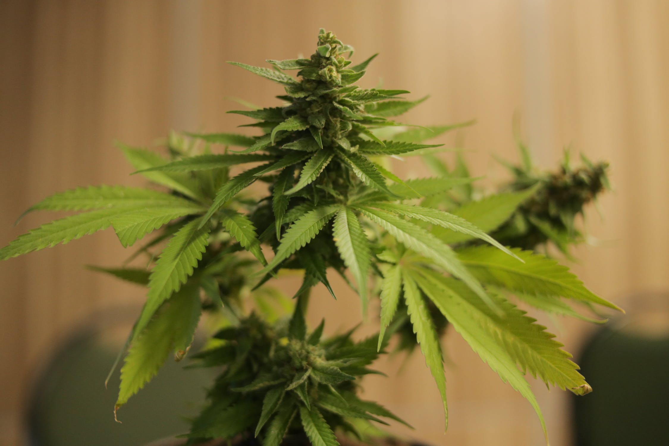 Cannabis Legalisierung in Deutschland - Was spricht dafür?