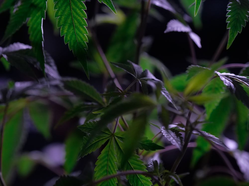 Foto von Kindel Media – Cannabis in Thailand